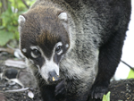 White-nosed Coati    