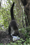 White-nosed Coati    Nasua narica