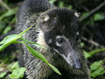 White-nosed Coati    Nasua narica