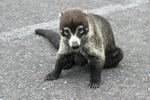 White-nosed Coati    Nasua narica