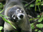 White-nosed Coati    Nasua narica