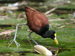 Northern Jacana    