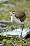 Northern Jacana    