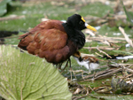 Northern Jacana    