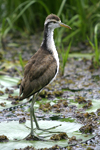      Jacana spinosa