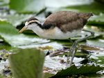 Northern Jacana    Jacana spinosa