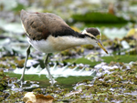      Jacana spinosa