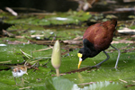      Jacana spinosa