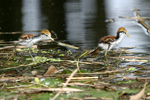      Jacana spinosa