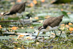      Jacana spinosa