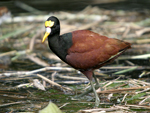 Northern Jacana    