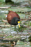 Northern Jacana    