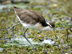      Jacana spinosa