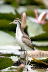      Jacana spinosa