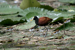 Northern Jacana    Jacana spinosa