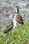      Jacana spinosa