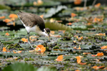 Northern Jacana    