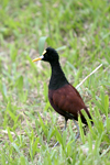 Northern Jacana    Jacana spinosa