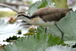 Northern Jacana    Jacana spinosa