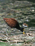      Jacana spinosa