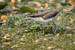      Jacana spinosa