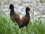 Northern Jacana    Jacana spinosa