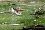 Northern Jacana    Jacana spinosa