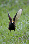 Northern Jacana    Jacana spinosa