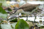 Northern Jacana    