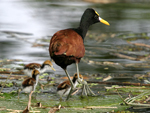 Northern Jacana    Jacana spinosa