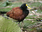 Northern Jacana    Jacana spinosa