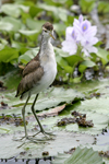 Northern Jacana    Jacana spinosa