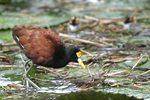      Jacana spinosa