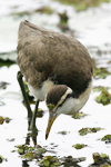 Northern Jacana    Jacana spinosa