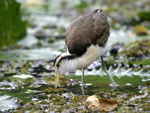 Northern Jacana    