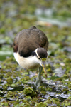 Northern Jacana    Jacana spinosa