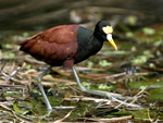 Northern Jacana    Jacana spinosa