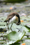      Jacana spinosa