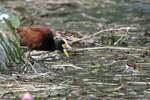 Northern Jacana    