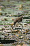 Northern Jacana    Jacana spinosa