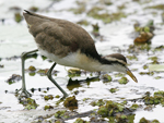      Jacana spinosa