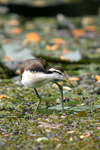      Jacana spinosa