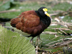 Northern Jacana    Jacana spinosa