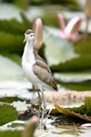 Northern Jacana    