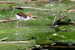      Jacana spinosa