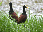 Northern Jacana    