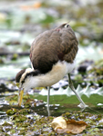 Northern Jacana    