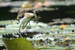 Northern Jacana    Jacana spinosa