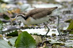 Northern Jacana    Jacana spinosa