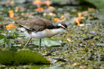 Northern Jacana    Jacana spinosa